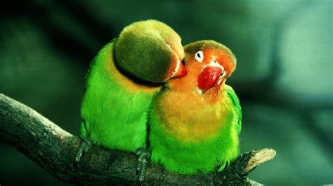 beautiful pictures of love birds|picture of love birds kissing.